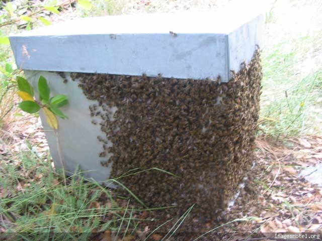 Apiculture & ruchers - Page 2 Img7560