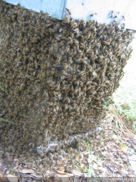 Apiculture & ruchers - Page 2 Img7561