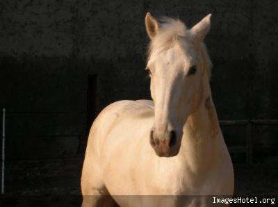 Photo chevaux de mon club :) Crinblanc