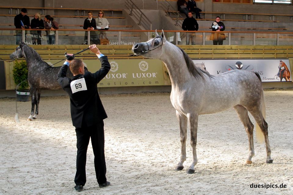 Etalons chez Titanium Arabians - Page 2 Djustin