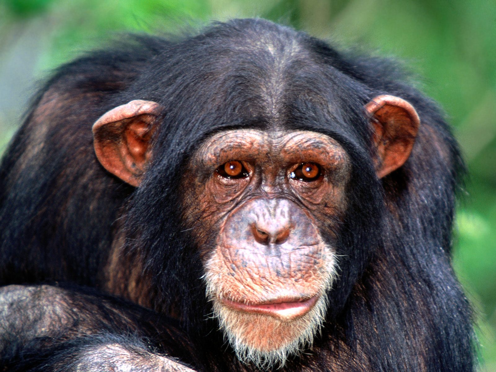 Las orejas de Quim Gutierrez Chimpance-Adulto
