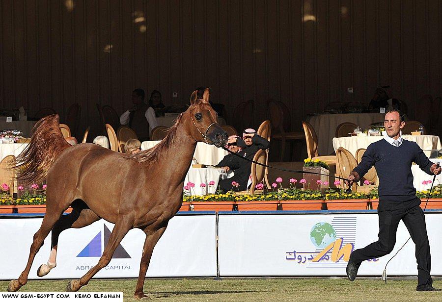 اتفرج على جمال الخيول العربية 69307560338144745496