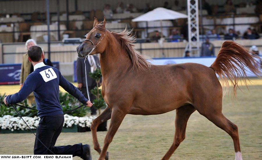 اتفرج على جمال الخيول العربية 73460583327354538538