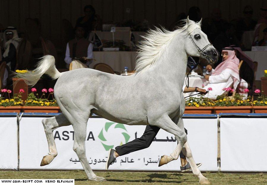 اتفرج على جمال الخيول العربية 80741040520526824582