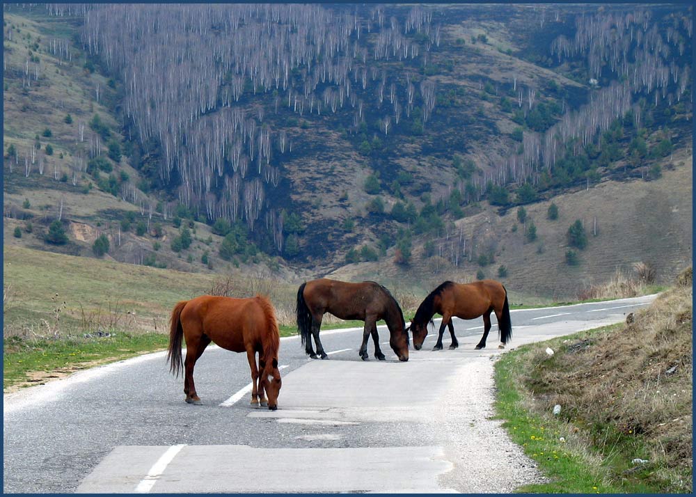 Kiša pada , Srbija ..... - Page 2 Dejan_Zanes