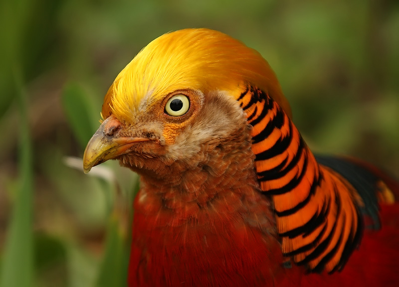 Mojo bald eagle and a special Edition!!! - Page 2 Golden_Pheasant_Tresco_Scilly_May_09_WEB_023