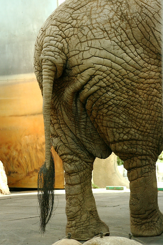 Animals made in 3D by miniNature - Page 2 IMG_3877_Elephant_skin