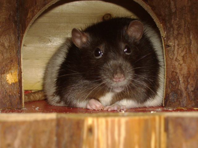 viel zu dicke Ratten IMGP0263
