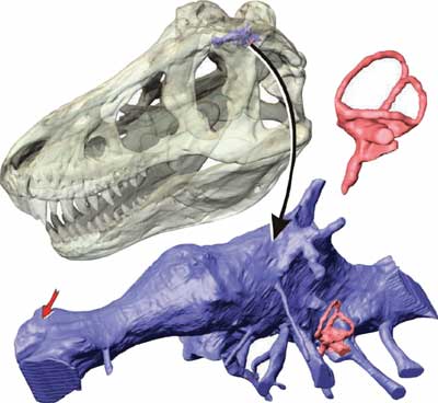 Dinosaur Hand to Hand? - Page 2 Trex_brain