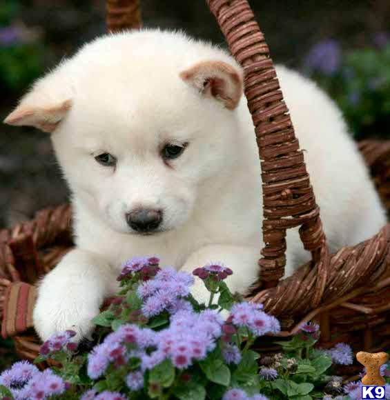 tổ chức sinh nhật cho tớ và minie Pic146779_caine_Akita_inu