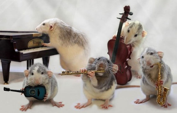 ORKESTRI MUZIKOR " DIDI" Rat-playing-musical-instruments-6