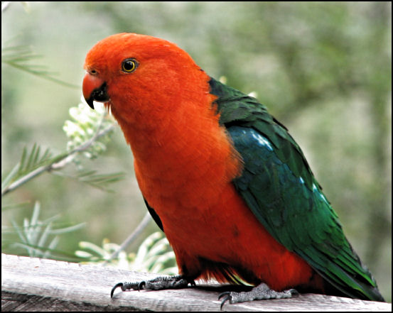 تشكيلة عامه من صور بعض الطيور King_parrot_sep06