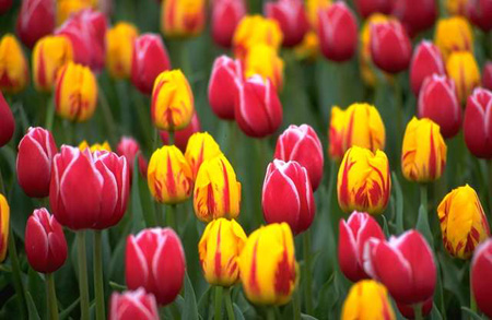 لغة الورد وانواعه Tulip-garden_2282