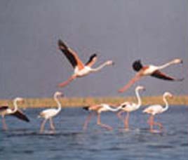  உலகிலேயே அதிக எடை உள்ள உயிரினம் எது? Nalsarovar-bird-sanctuar