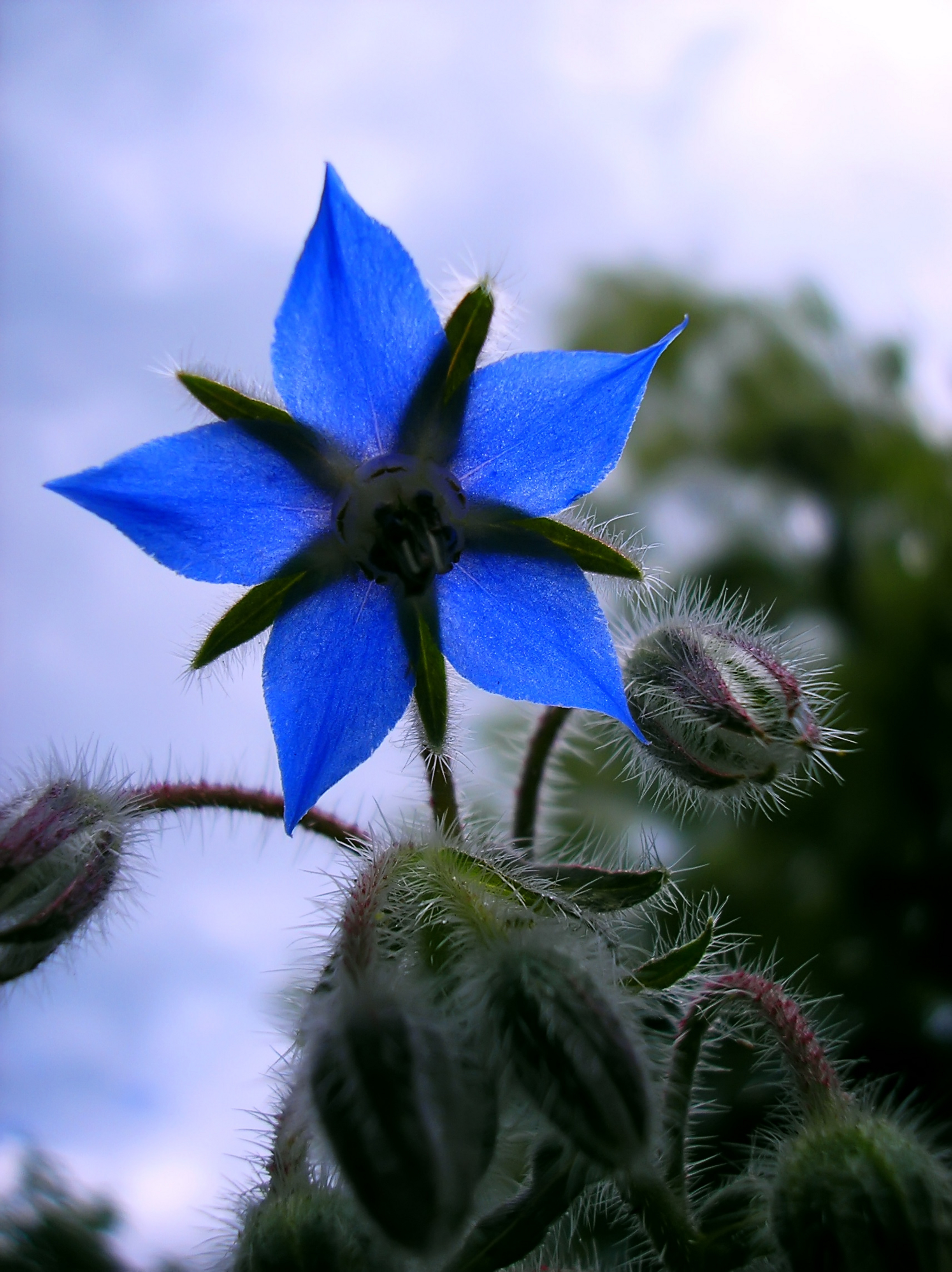 Le Goût des couleurs [fermé] - Page 7 Indigo-Blue-Flower_dreamstime_xl_7621307