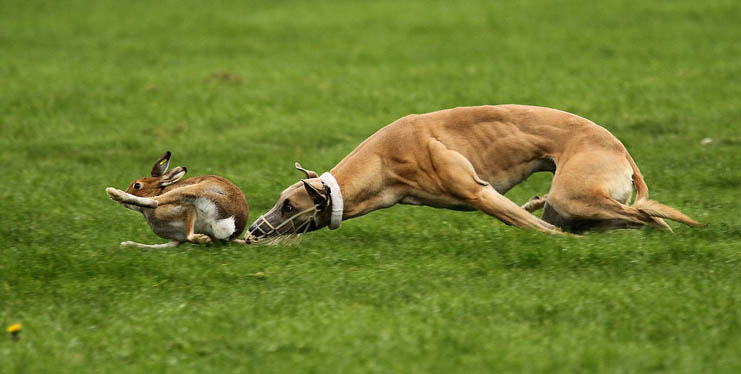 UNA BUENA FOTO !!! - Página 7 Harechasedbygreyhound