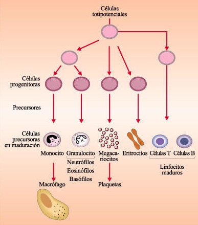 Tipos de anemia Hematopoese