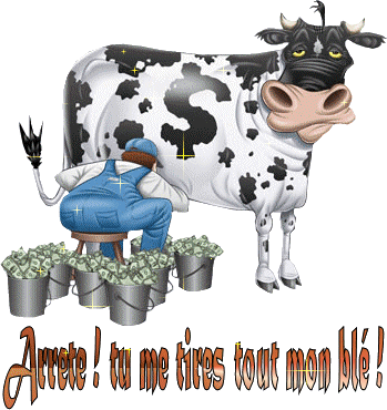 Vote de l image  sur le thème " les vaches "  10