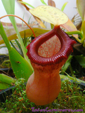 La pipe préférée de Bo Nordh Nepenthes-ventricosa