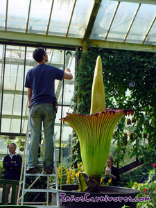 La plus grande fleur du monde !!! Titan_arum2