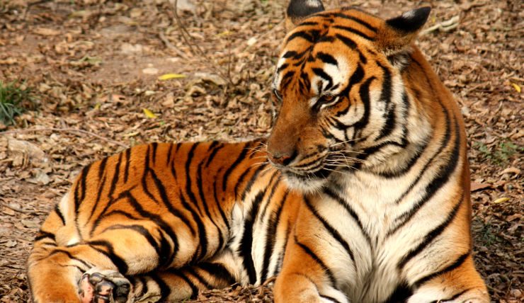 Caracteristicas Sobresalientes Tigres-del-sur-de-china