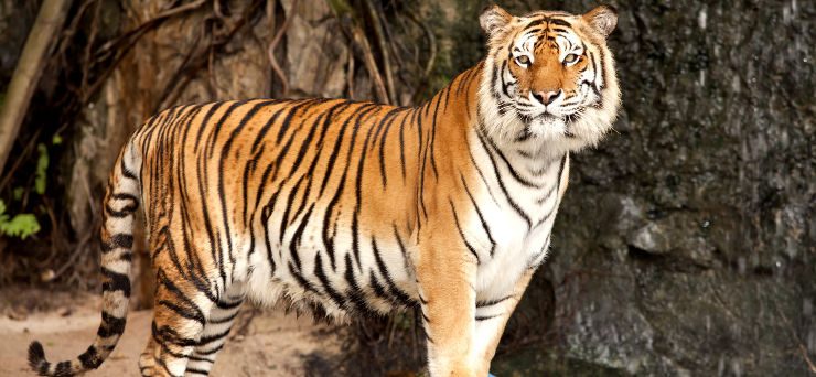 Caracteristicas Sobresalientes Tigres-siberianos