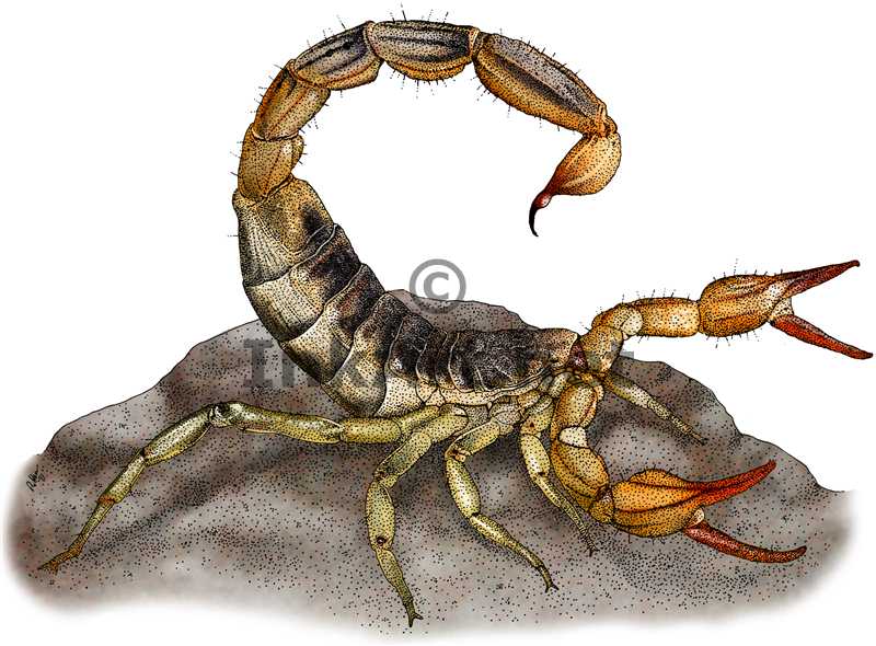 Skorpiók Kódexe Common_california_scorpion