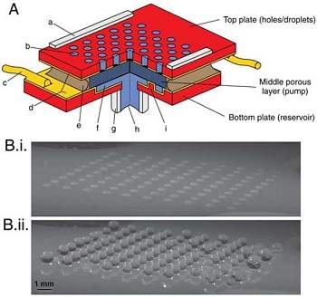 Biomimética: Ciência do design inteligente 010180100203-adesao-capilaridade-2