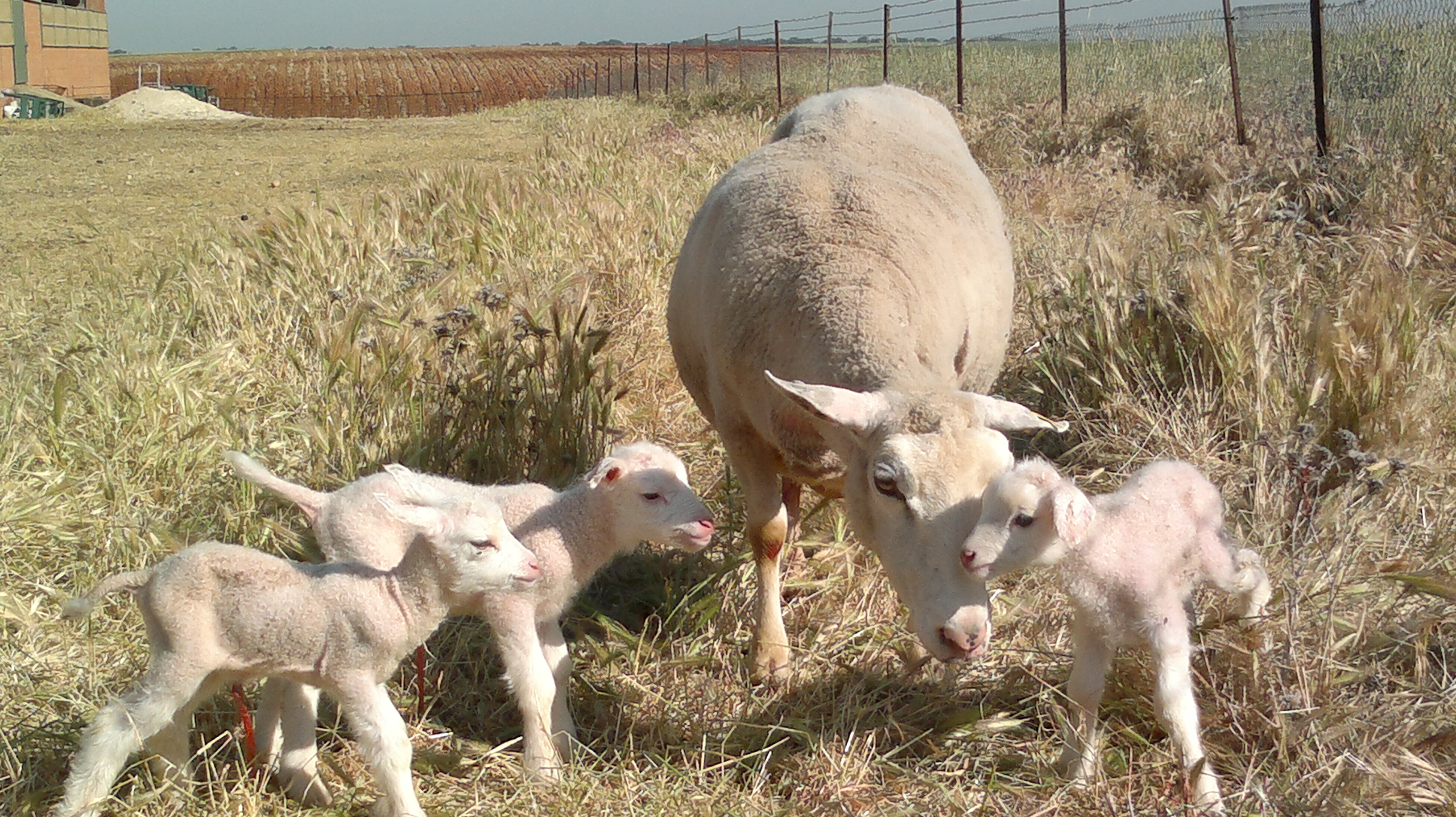 CREACION DE UNA EXPLOTACION OVINO PARA CARNE INTENSIVO ESTABULADO RAZA INRA 401  - Página 2 Movil-juanan-114