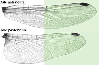 Anatomie/ les ailes des Insectes Ailes_Libellule-400x261