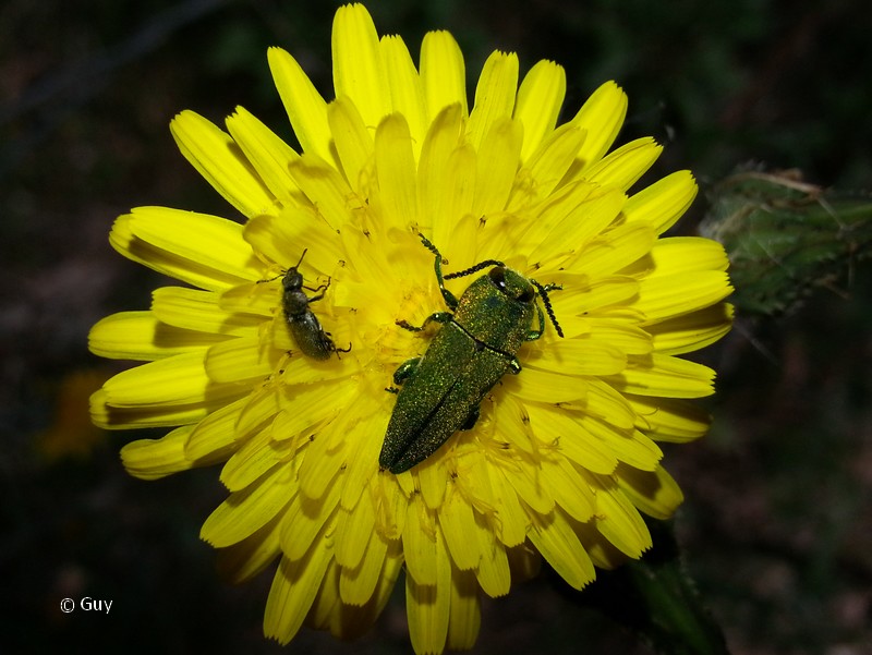 [Anthaxia hungarica] Un buprestidae Buprestidae%20%201