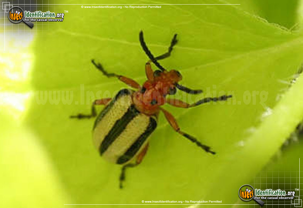 potato - What's eating in your garden today? - Page 4 Three-lined-potato-beetle