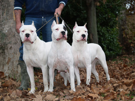 STANDARTLARA UYGUN DOGOLAR Dogo_argentino_del_bianco_manto_