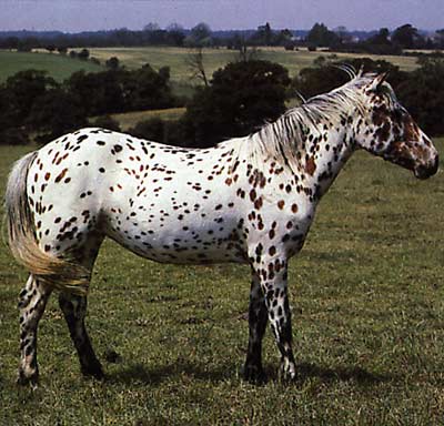 Dlilah (jument) Appaloosa