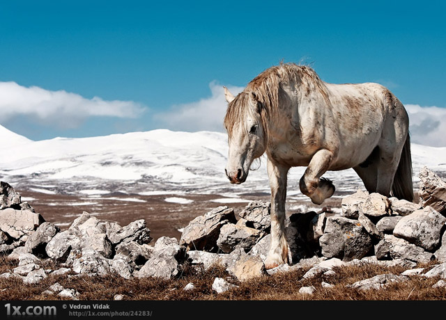 To The End And Back [[ R ]] Majestic-horse-photography-22