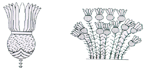 Plantas medicinales en el Antiguo Egipto - Página 4 Fig16_begonar