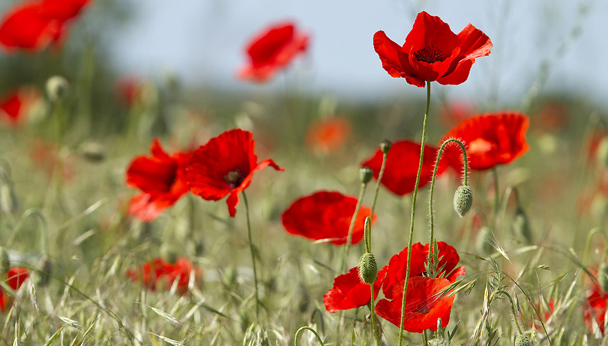 [Jeu] Une image pour faire plaisir - Page 12 Coquelicot