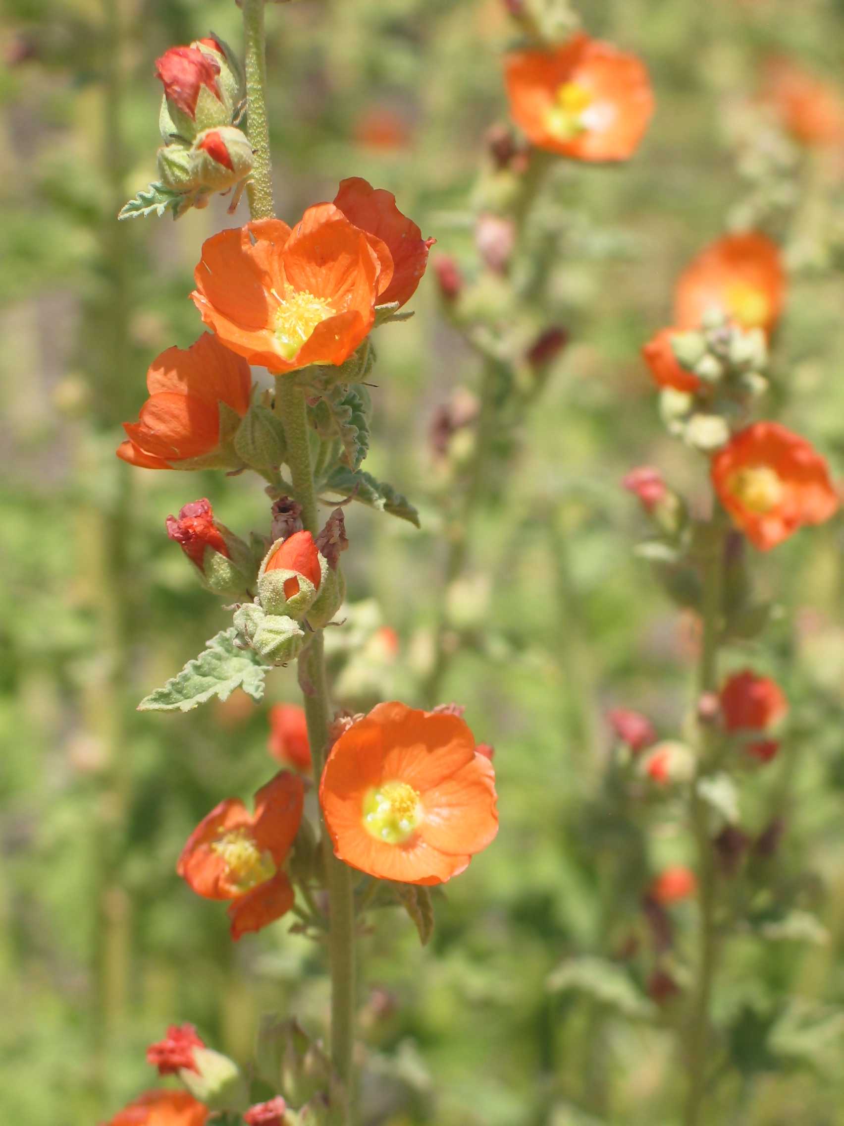 Sphaeralcea ambigua  Sphaeralcea%20incana%20cr