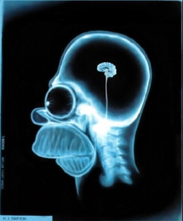 Image drole, insolite, surprenante !!! - Page 2 Medium_homer_brain