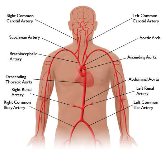 دول بعض صور الابدومن والبلفيس لسنه تانيه Aorta-vessels