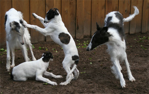 Ruski hrt,  Borzoi, Russian wolfhound, RUSSKAYA PSOVAYA BORZAYA - Page 2 11w_017