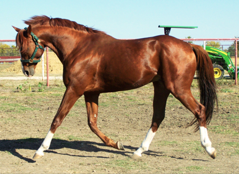 Fenwood Thoroughbreds. Simon_trot