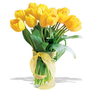 (زهرة التوليب) <<--------- Tulips1