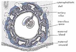 the quran on humain embryonic developpement Ch1-1-a-img2