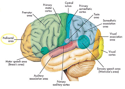 The Quran on the Cerebrum Ch1-1-d-img1