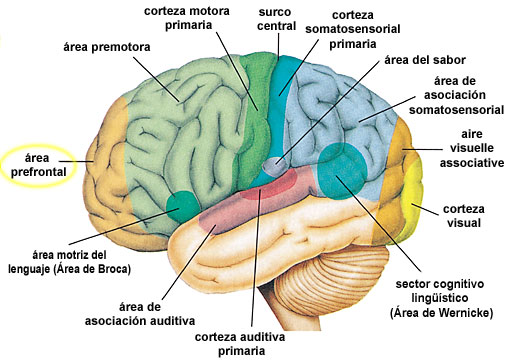 El Cerebro Ch1-1-d-img1-big