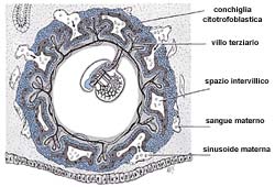 I miracoli scientifici nel Sacro Corano Ch1-1-a-img2