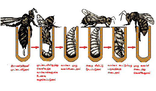 தேனீக்கள் Bee5