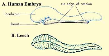 The Quran on Human Embryonic Development The_Quran_on_Human_Embryonic_Development_002