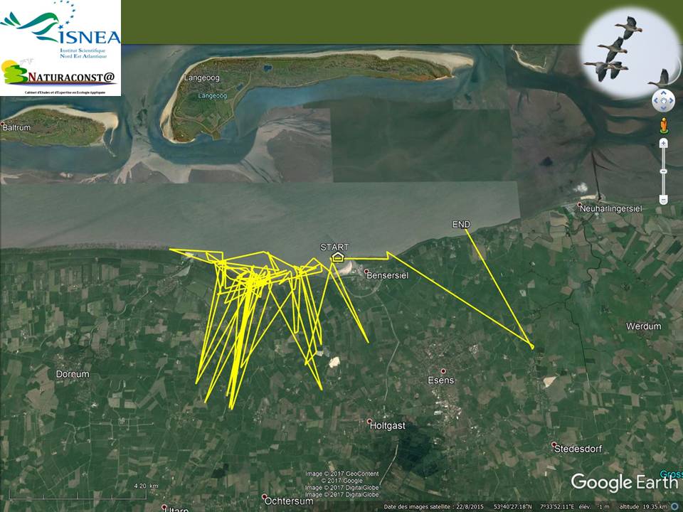 isnéa la position des oies Oie-A-dec-2017